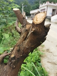 树桩
