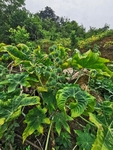 蓖麻花