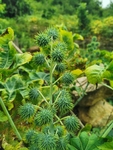 蓖麻花