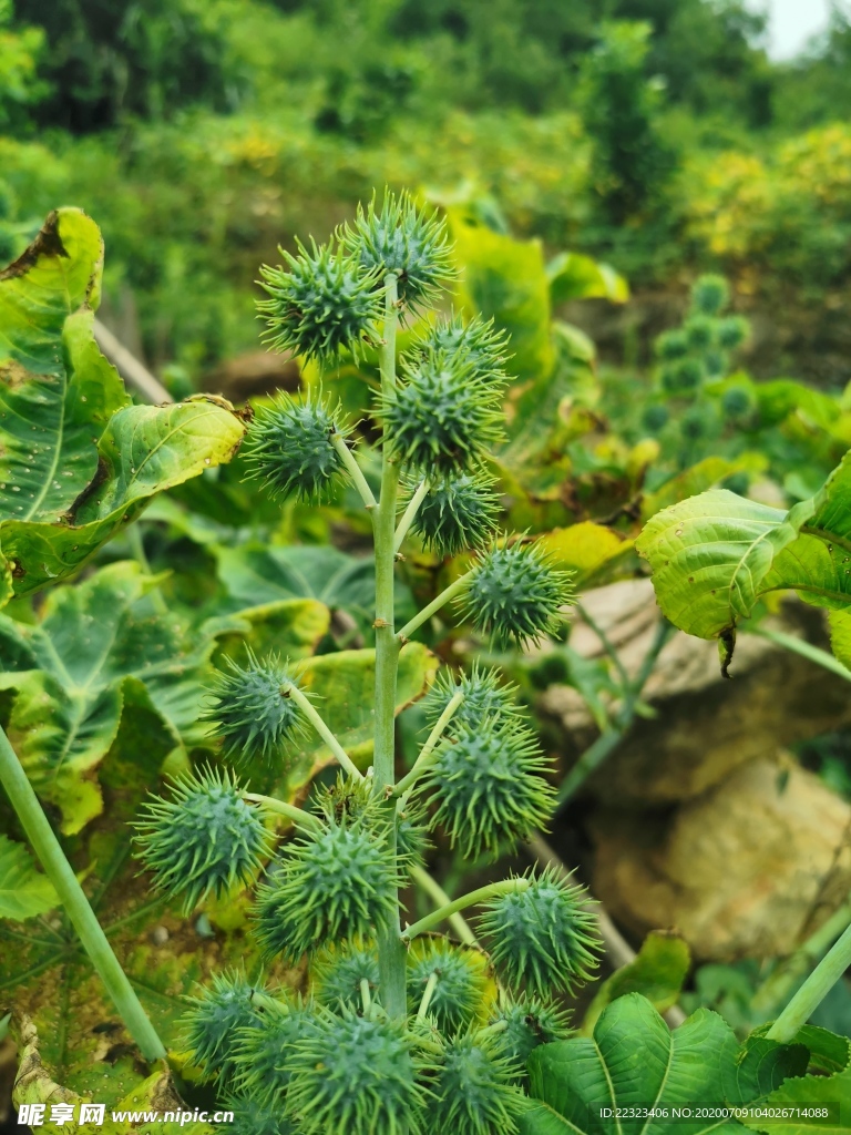 蓖麻花