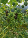 蓖麻