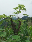 树桩