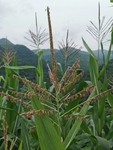 玉米穗