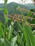 玉米穗