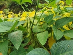 大豆荚