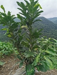 橘子树