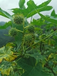 蓖麻