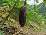 茄子