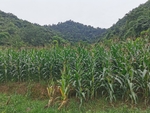 玉米地