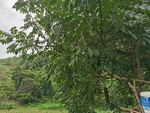 青核桃