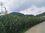 高粱地