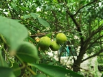 李子树
