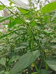 青辣椒
