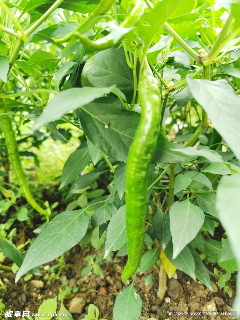 青辣椒