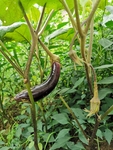 茄子