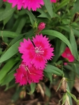 石竹