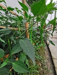青椒