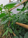 青椒