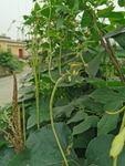 豆角