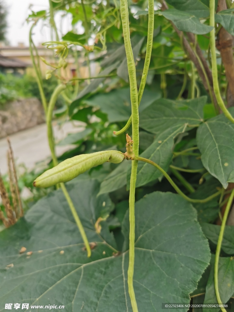 豆角