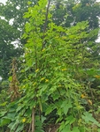 蔬菜