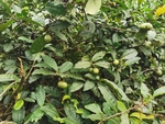 茶果