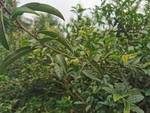 茶油果