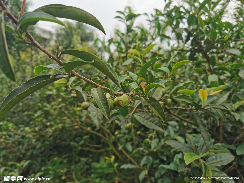 茶油果