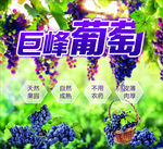 巨峰葡萄