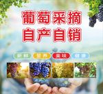 葡萄采摘