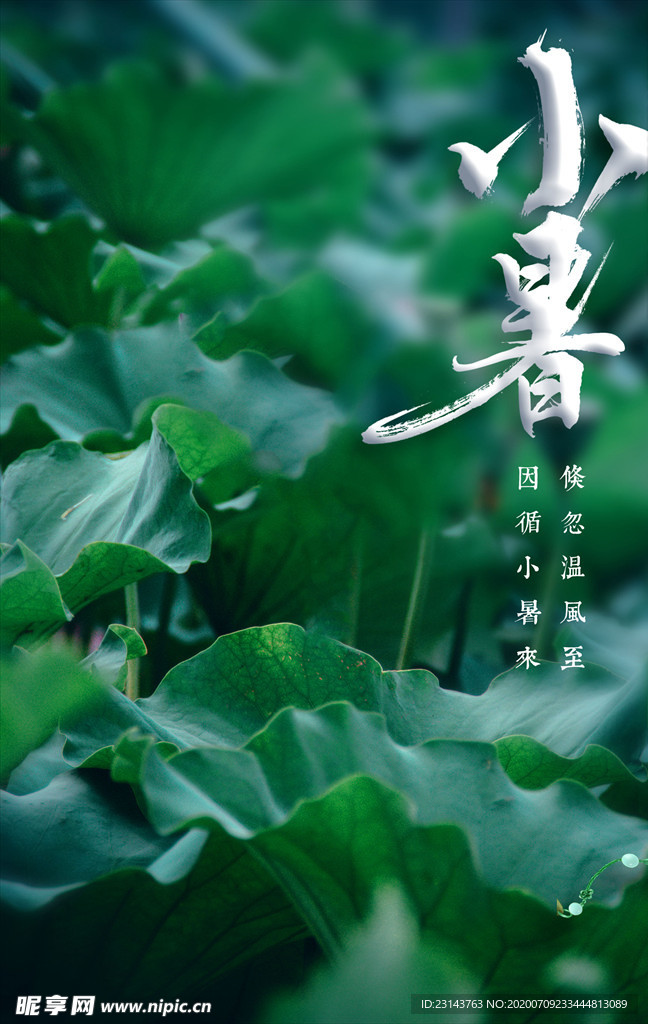 荷叶
