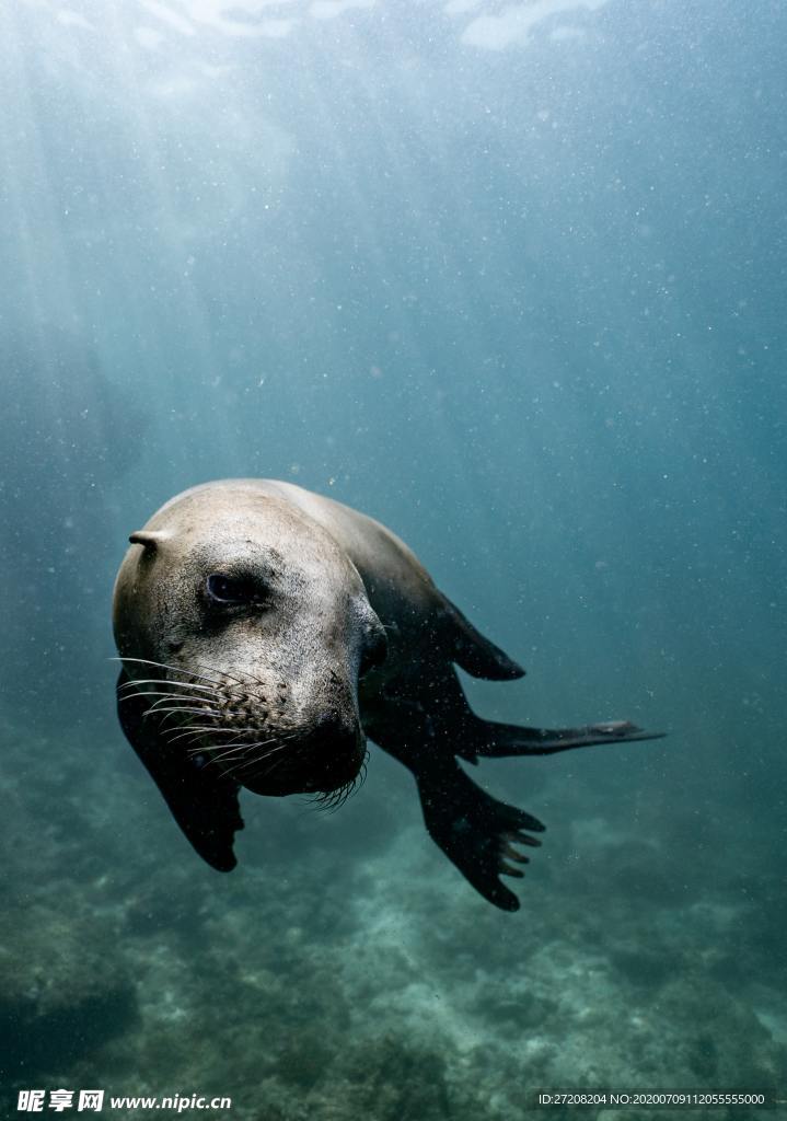 海狮