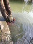 树根