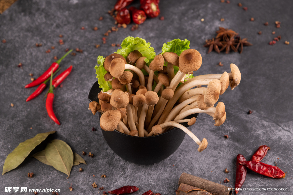 茶树菇