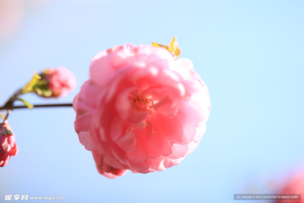 梅花