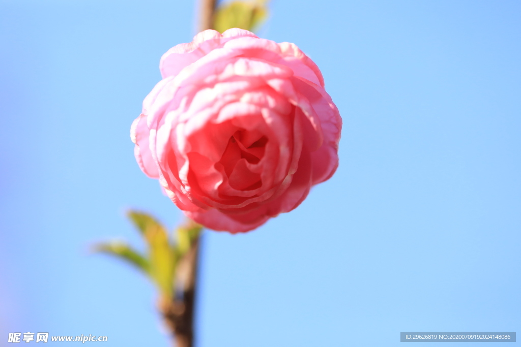 梅花