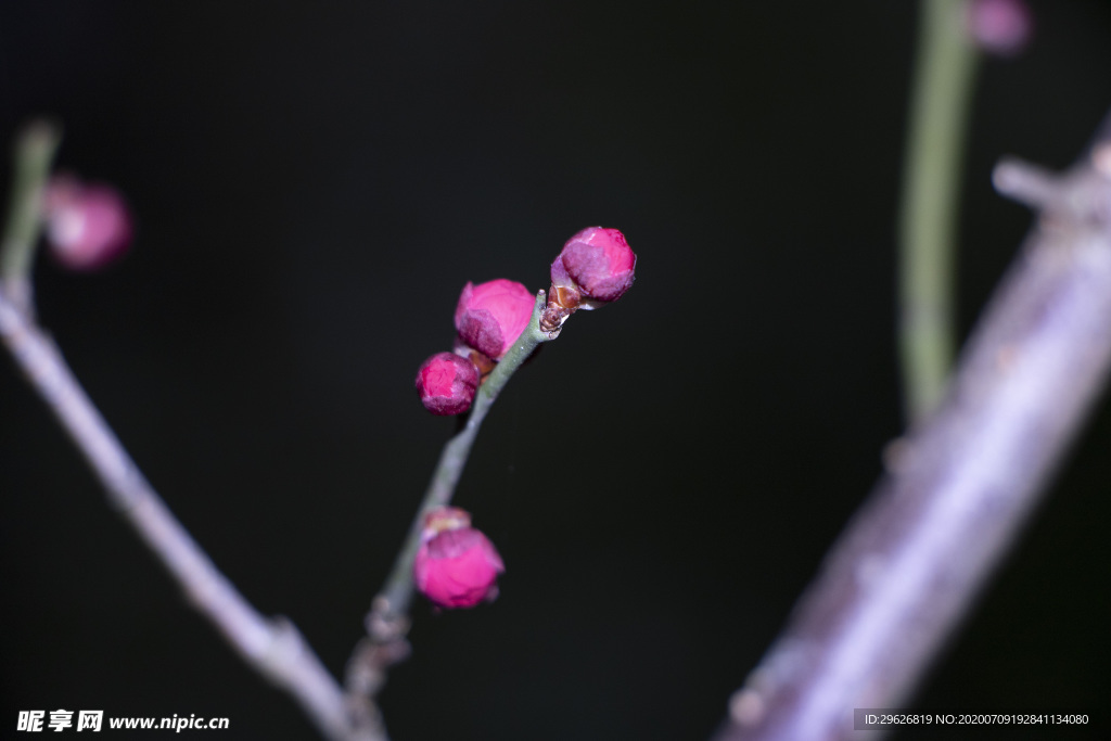 梅花
