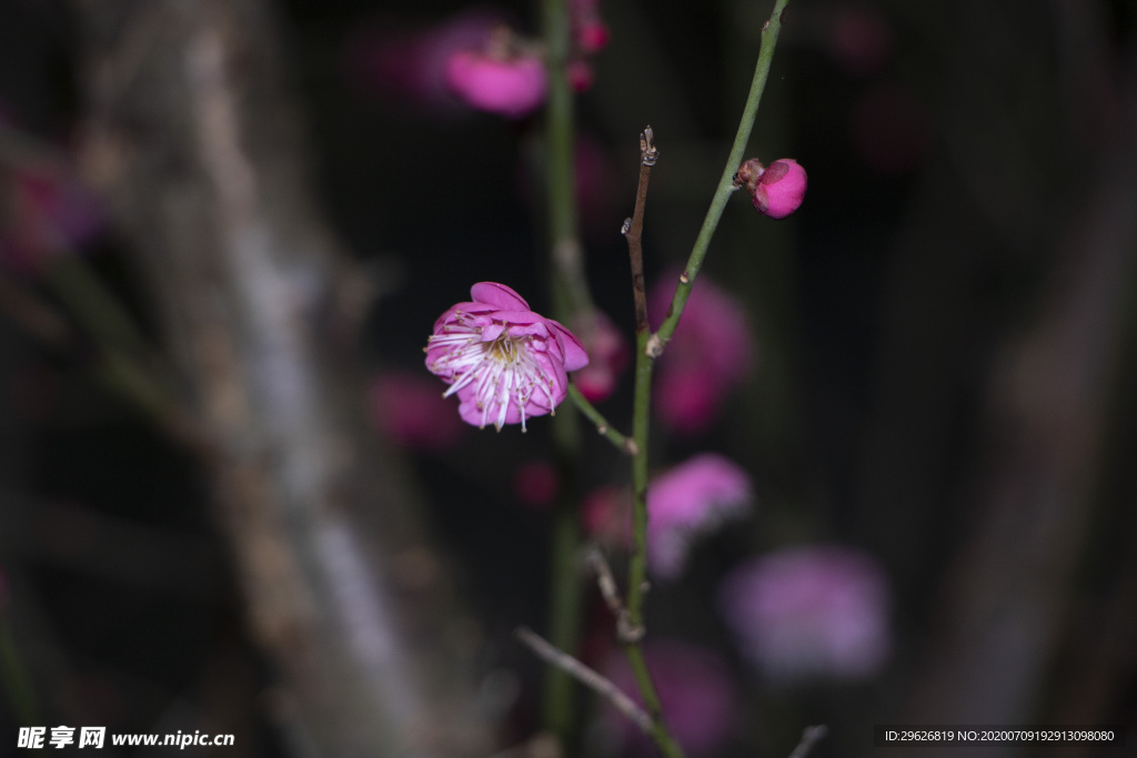 梅花