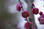 梅花