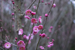 梅花