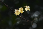 梅花