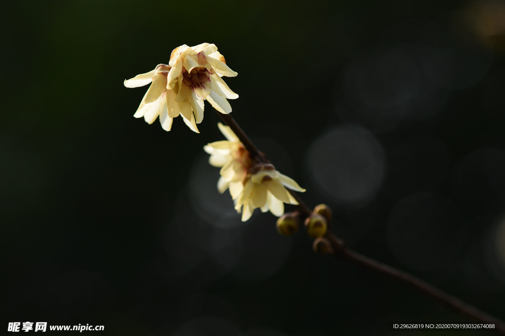 梅花