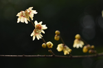 梅花