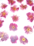 梅花