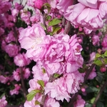 梅花