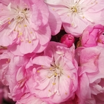 梅花