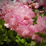 梅花