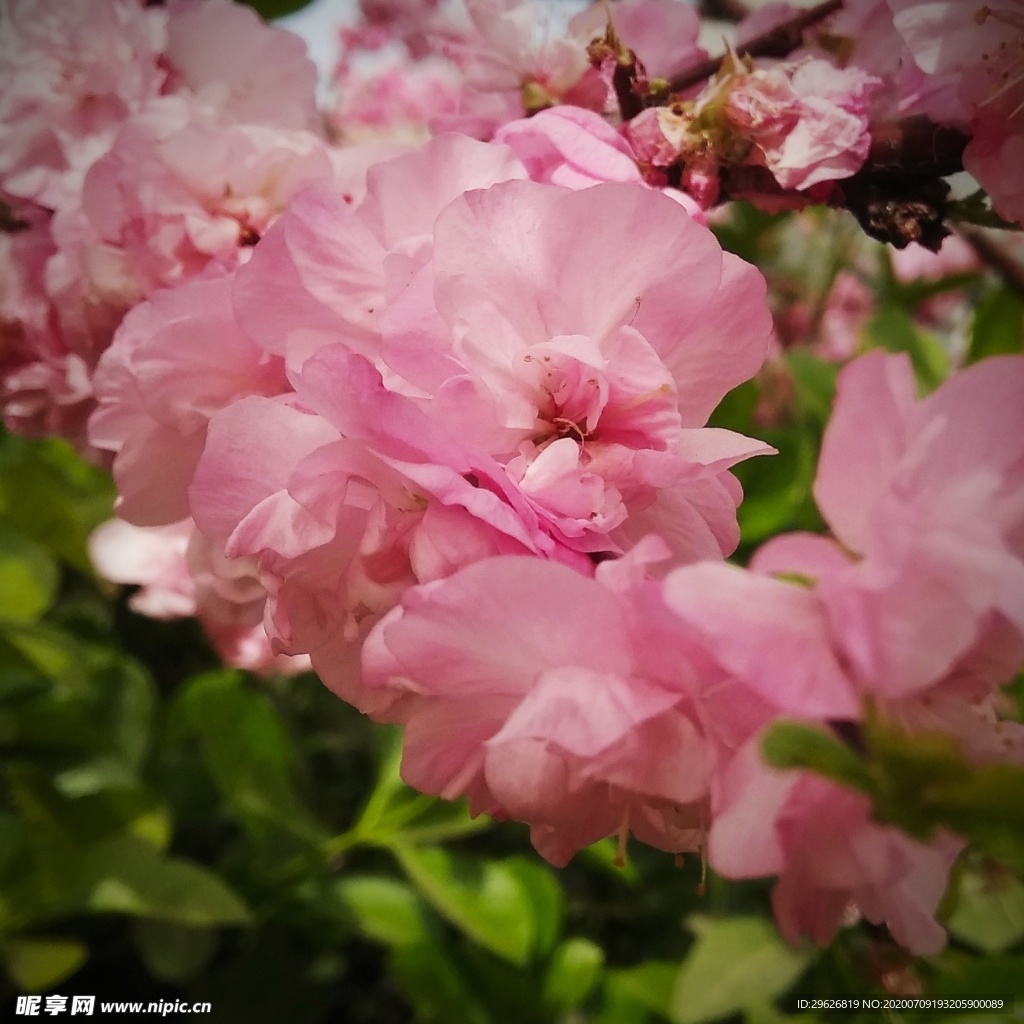 梅花