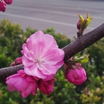 梅花