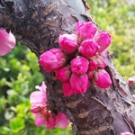 梅花